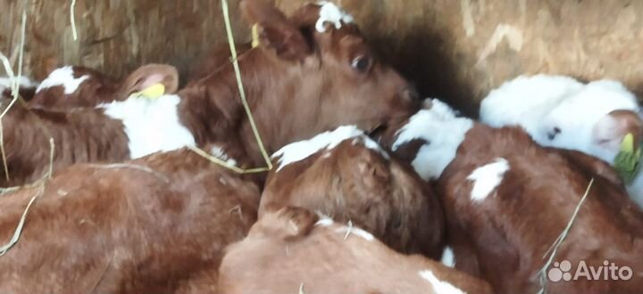 Телята с доставкой за наш счёт