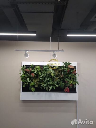 Фитостена №5.11 с автополивом и растениями
