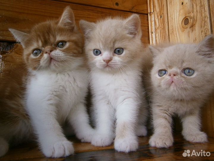 Котята Экзоты Девочки и Мальчики