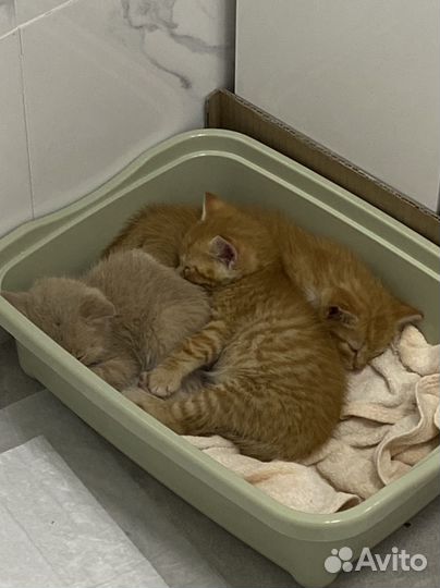 Кошка в дар бесплатно