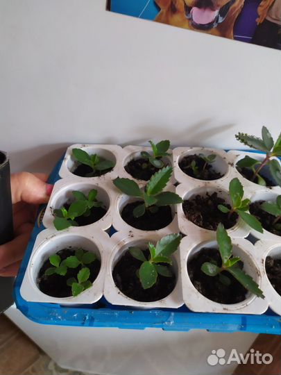 Каланхоэ лечебное