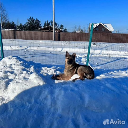 Щенки в добрые руки