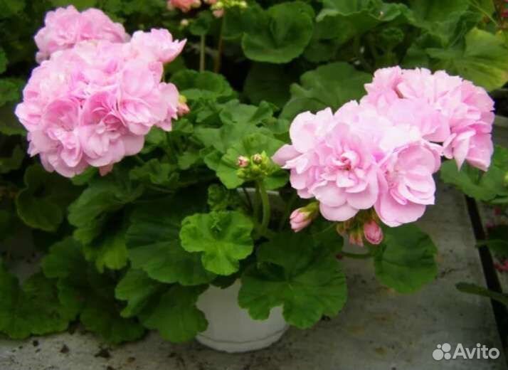 Герань пеларгония