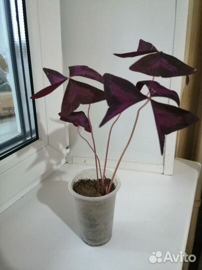 Кислица оксалис