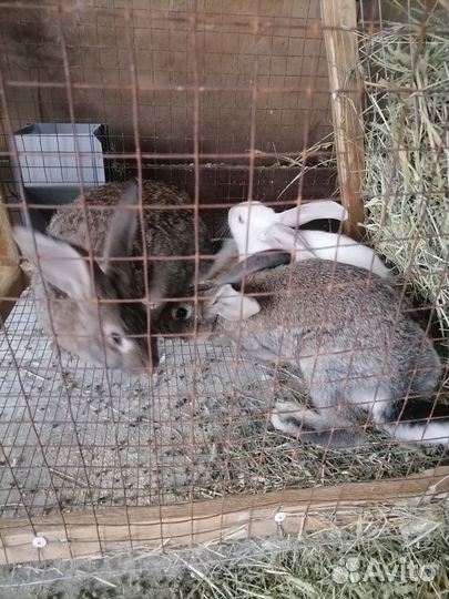 Кролики обмен