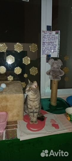 Котёнок (мальчик 9 мес)