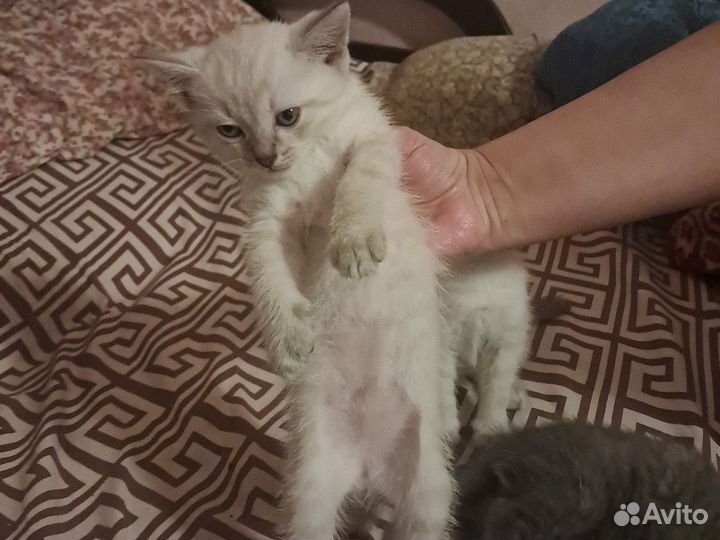 Котята тайской породы