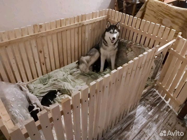 Вольер для щенков собак