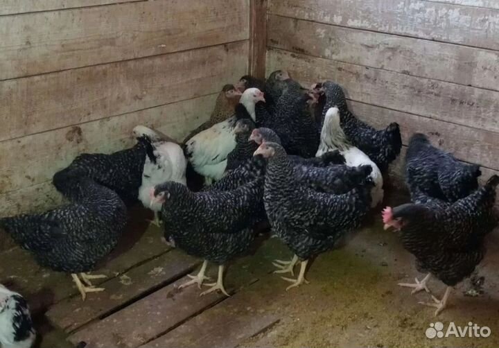 Курицы несушки доминанты