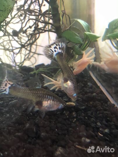 Аквариумные рыбки гуппи