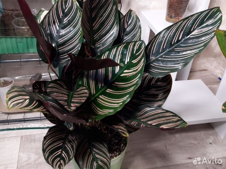 Молодые кустики сандерианы