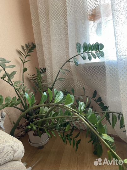 Замиокулькас