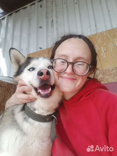 Выгул собак