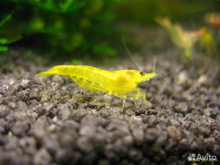 Креветки - сакура, желтая, синяя, жемчуг, аманки