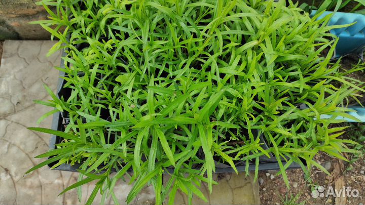 Многолетние цветы для сада