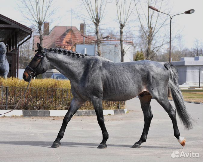 Эксклюзивный голштинский жеребец