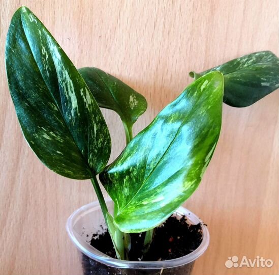 Филодендроны, эпипренум