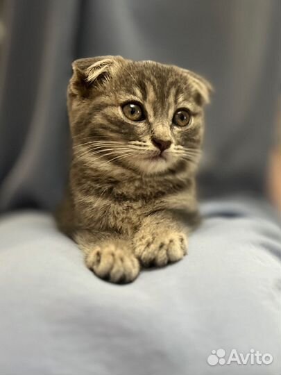 Вислоухая кошка
