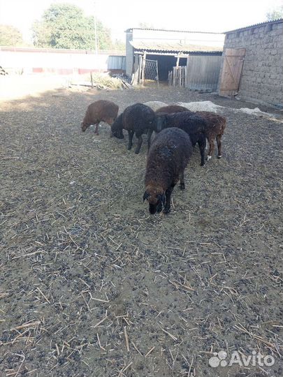 Овцы бараны