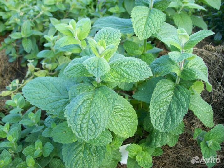 Календула, Мята, Мелисса, Барвинок, Лапчатка