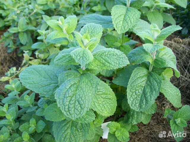 Календула, Мята, Мелисса, Барвинок, Лапчатка