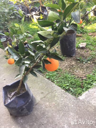 Мандарины,плодовые из своего питомника гарантия 1