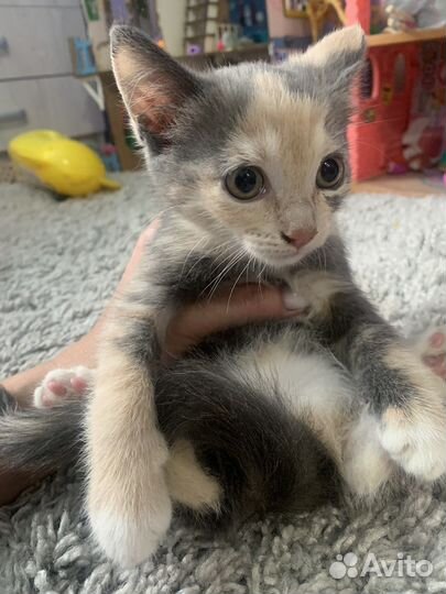 Милые котята