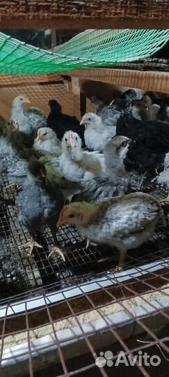 Цыплята подрощенные