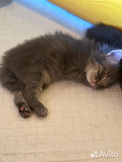 Кошка в дар бесплатно