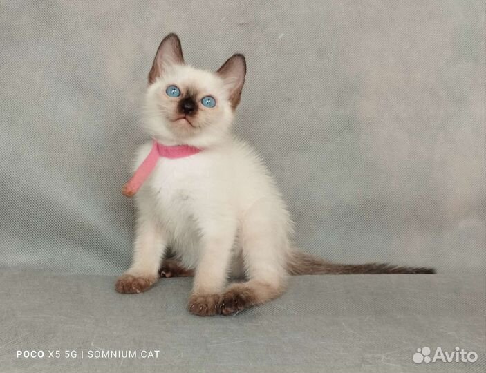 Тайские котята. Питомник