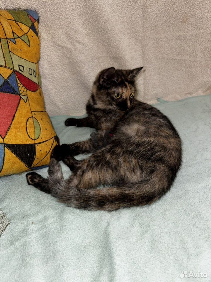 Котёнок в добрые руки, Краснодар