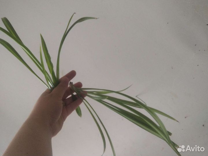 Фикус 25см, на укоренении