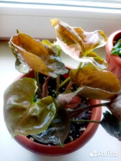 Сингониум Клубничный лед