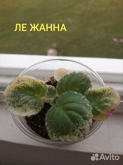 Детки сортовых фиалок