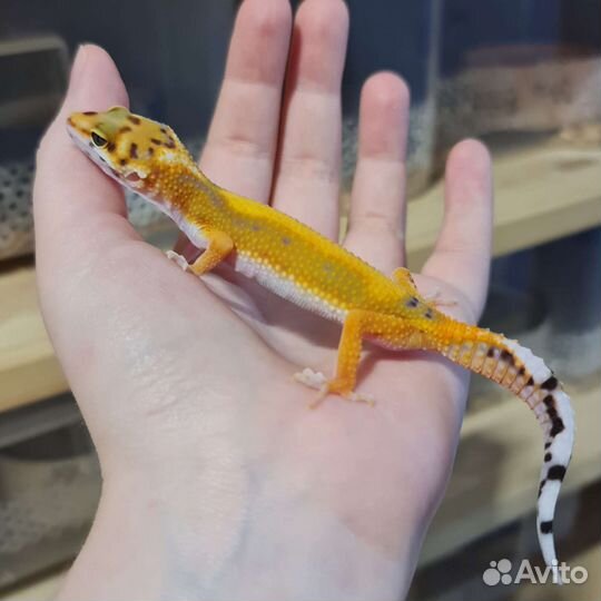 Пятнистый и Иранский эублефар