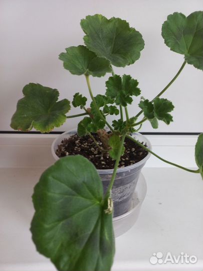 Пеларгония