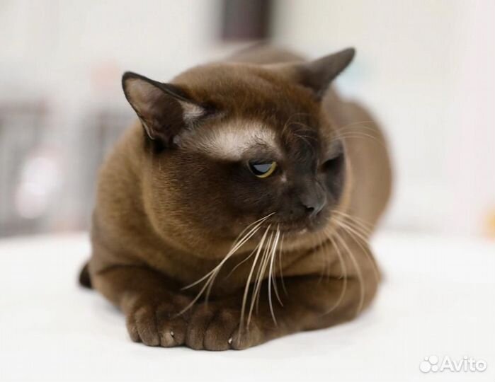 Кот на вязку