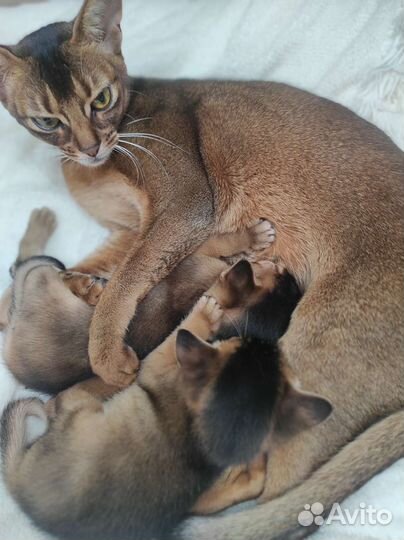 Абиссинская