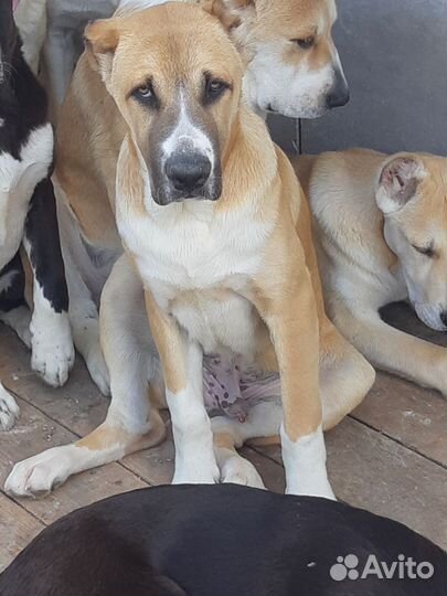 Среднеазиатская овчарка алабай щенки