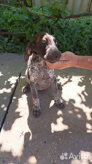 Щенки курцхаара