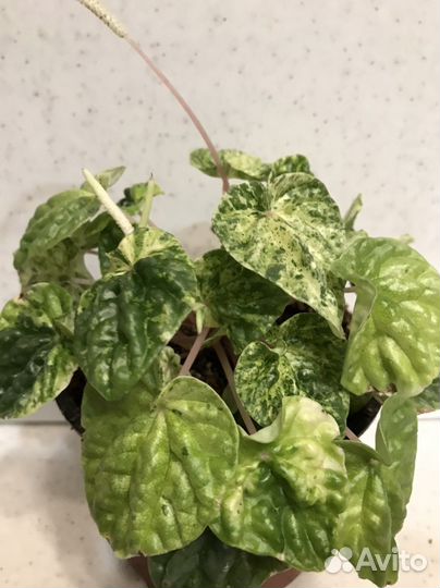 Пеперомия вариегатная