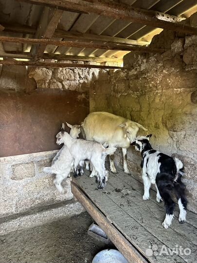 Коза, козлята