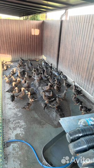 Подсадные утки кряквы