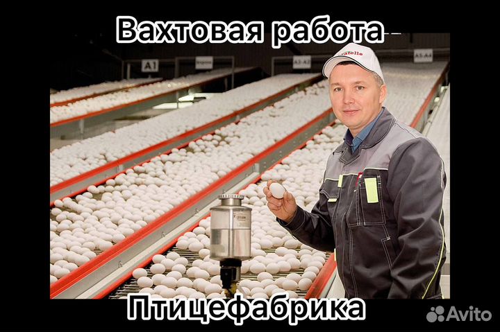 Разнорабочий на птицефабрику вахтой