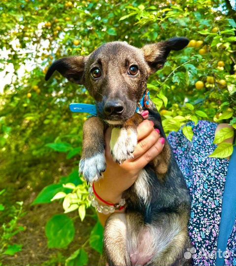 Щенки, девочки и мальчики, ищут дом