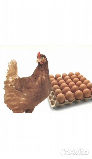 Яйцо куриное оптом С1,С2,С0,св