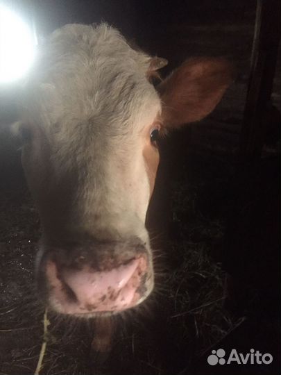 Быки и телки