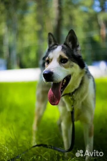 Собака Миша