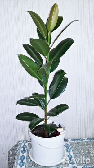 Фикус Робуста