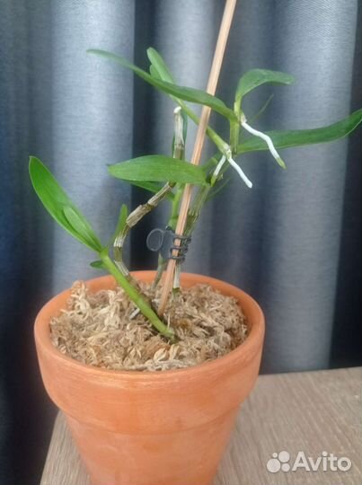 Дендробиум